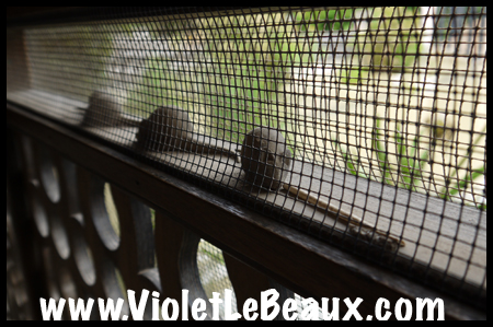 VioletLeBeaux-Melbourne-Zoo-1030151_1347 copy